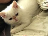 Egzotik Shorthair Redpoint Dişi Ve Erkek 2 Aylık