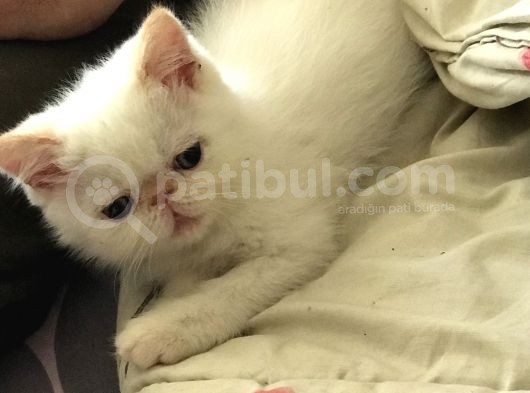 Egzotik Shorthair Redpoint Dişi Ve Erkek 2 Aylık görsel