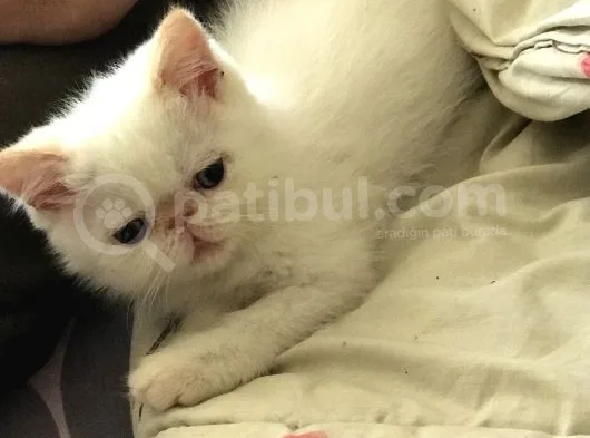Egzotik Shorthair Redpoint Dişi Ve Erkek 2 Aylık