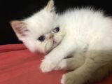 Egzotik Shorthair Redpoint Dişi Ve Erkek 2 Aylık