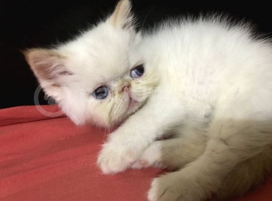 Egzotik Shorthair Redpoint Dişi Ve Erkek 2 Aylık görsel
