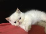 Egzotik Shorthair Redpoint Dişi Ve Erkek 2 Aylık