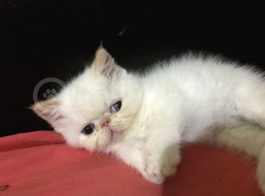 Egzotik Shorthair Redpoint Dişi Ve Erkek 2 Aylık görsel