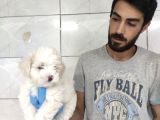 Maltipoo
