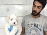 Maltipoo