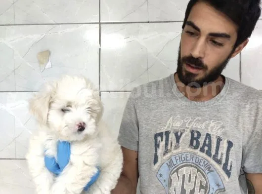 Maltipoo