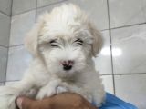 Maltipoo