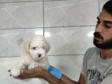 Maltipoo