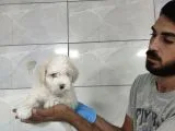 Maltipoo