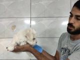 Maltipoo