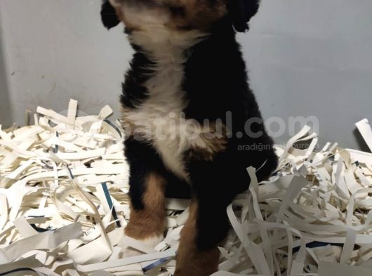 Bernese Mountain Dog görsel