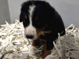 Bernese Mountain Dog