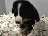 Bernese Mountain Dog