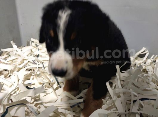 Bernese Mountain Dog görsel
