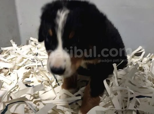 Bernese Mountain Dog