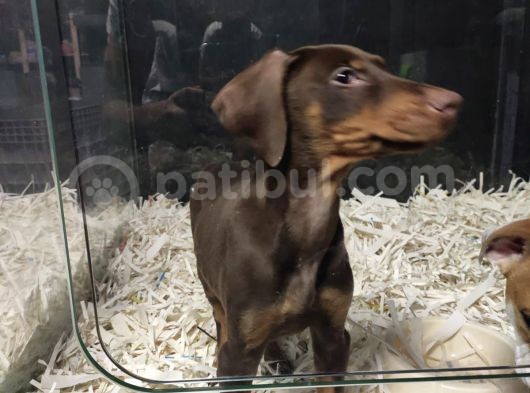 Doberman görsel