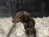 Doberman