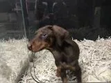 Doberman