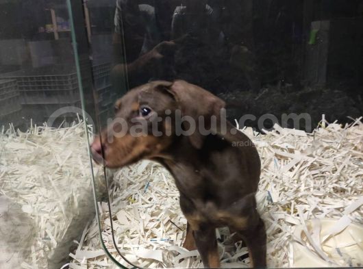 Doberman görsel