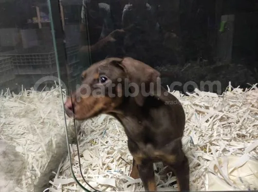 Doberman