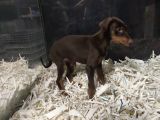 Doberman