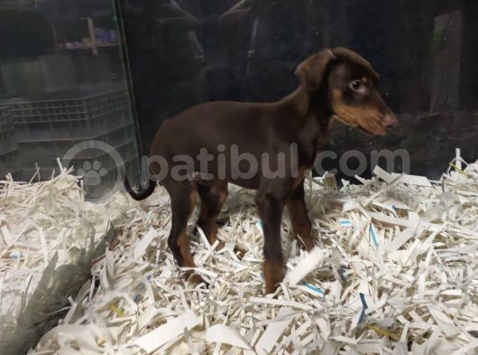 Doberman görsel