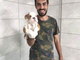 İngiliz Bulldog