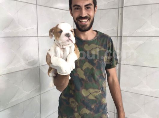 İngiliz Bulldog görsel