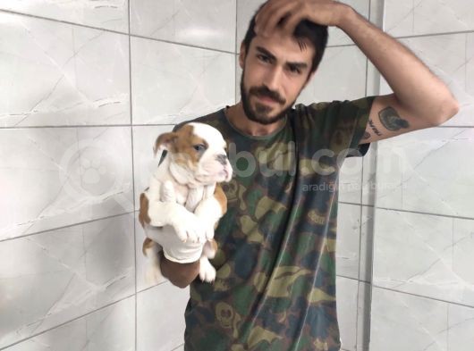 İngiliz Bulldog görsel