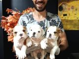 İngiliz Bulldog