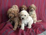 Toy Poodle