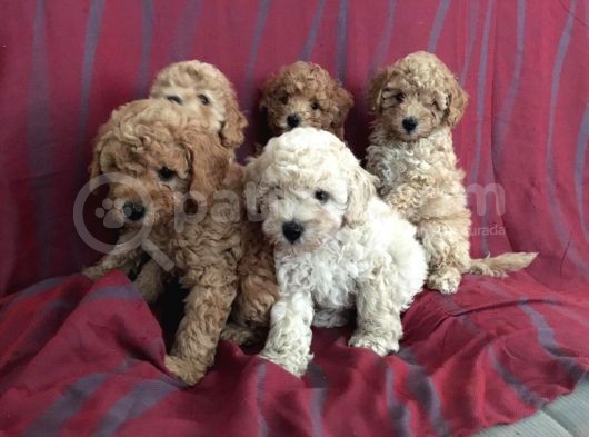 Toy Poodle görsel