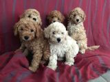 Toy Poodle