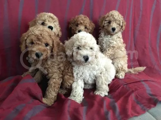 Toy Poodle