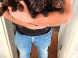 Toy Poodle
