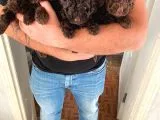 Toy Poodle