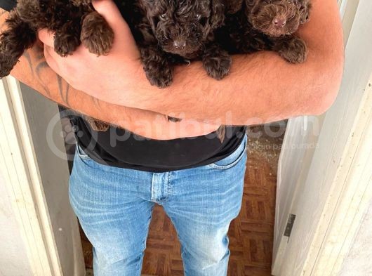 Toy Poodle görsel