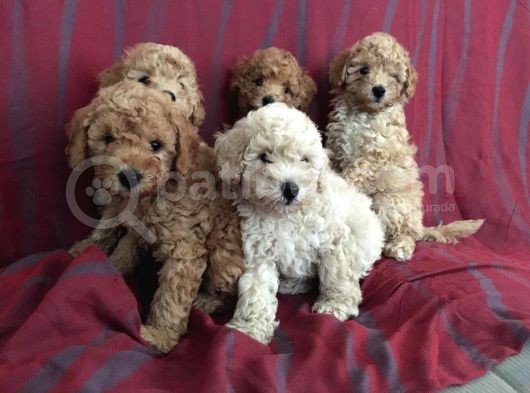 Toy Poodle görsel