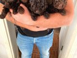 Toy Poodle