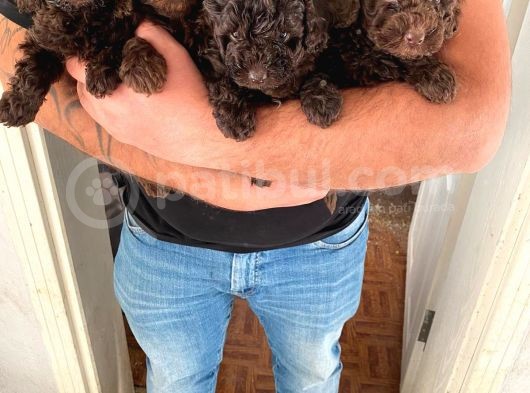Toy Poodle görsel