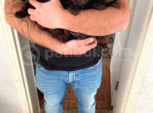 Toy Poodle görsel