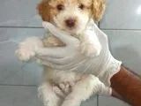 Toy Poodle