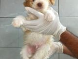 Toy Poodle