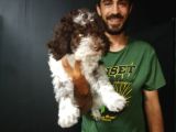 Toy Poodle
