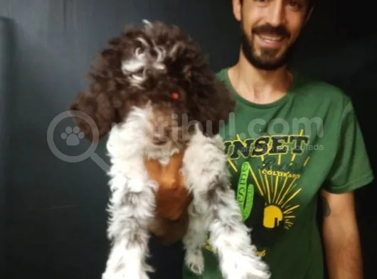 Toy Poodle