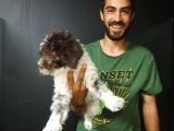 Toy Poodle