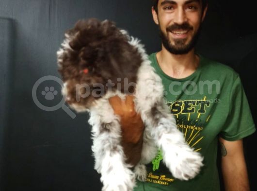 Toy Poodle görsel