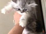 2 Aylık Dişi Eğitimleri Tam