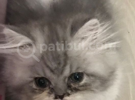 2 Aylık Dişi Eğitimleri Tam görsel