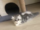 2 Aylık Dişi Eğitimleri Tam